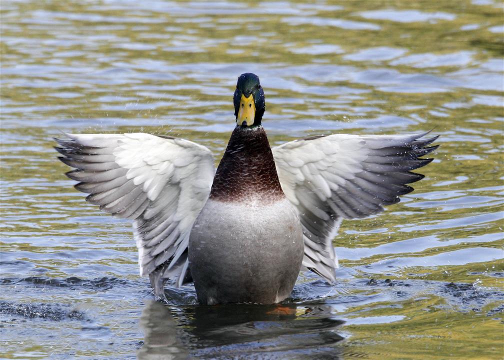 Canard colvert