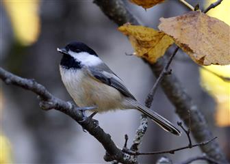 Mésange à tête noire