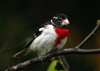 Cardinal à poitrine rose