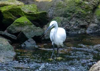 Aigrette garzette