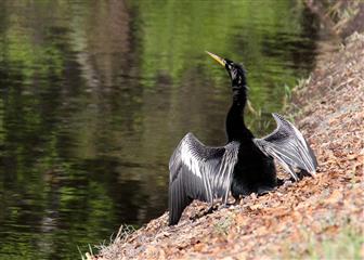 Anhinga d'Amérique