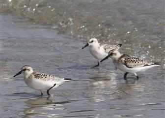 Bécasseau sanderling