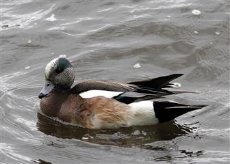 Canard d'Amérique