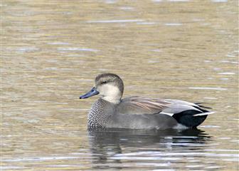 Canard chipeau