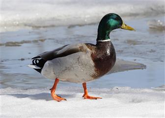 Canard colvert