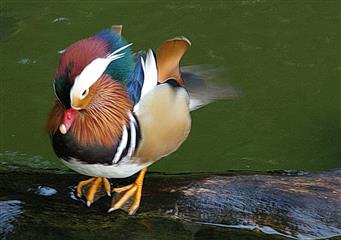 Canard mandarin