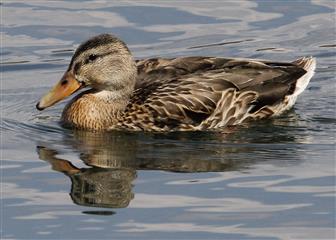 Canard noir