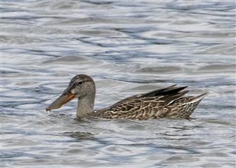 Canard souchet