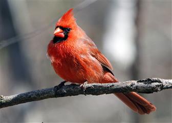 Cardinal rouge