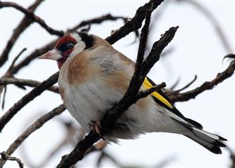 Chardonneret élégant