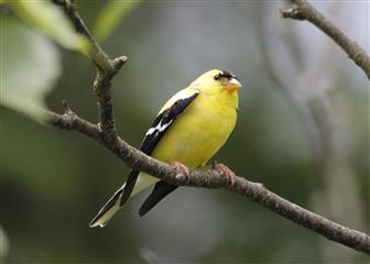 Chardonneret jaune