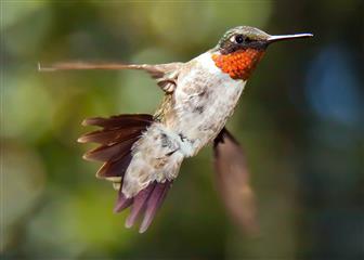 Colibri à gorge rubis