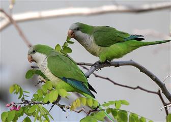 Conure vierge