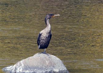 Cormoran à aigrettes