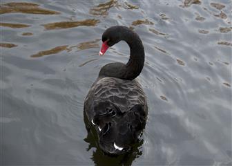 Cygne noir