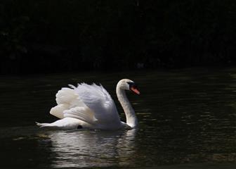 Cygne tuberculé