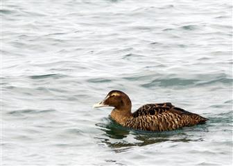 Eider à duvet