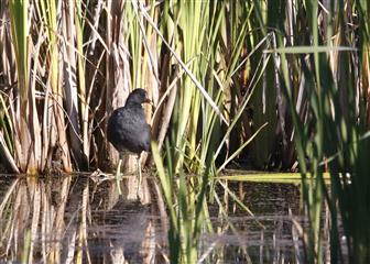 Gallinule poule d'eau