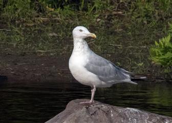 Goéland argenté