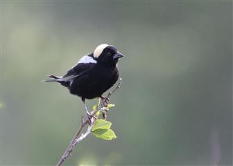 Goglu des prés