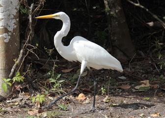 Grande aigrette