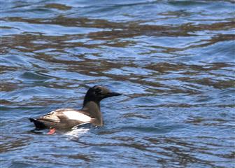 Guillemot à miroir