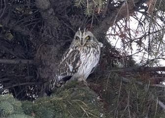 Hibou des marais