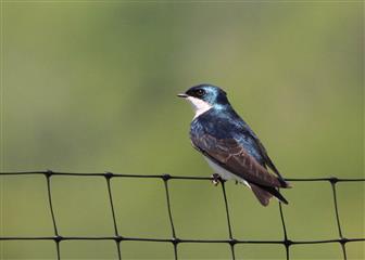 Hirondelle bicolore