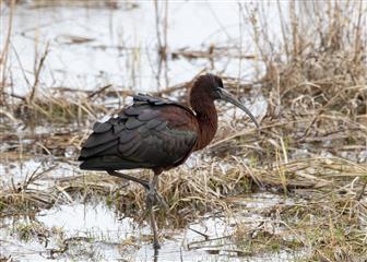 Ibis falcinelle