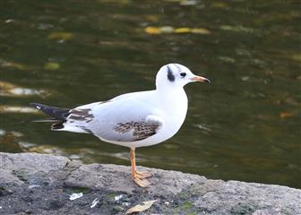 Mouette rieuse