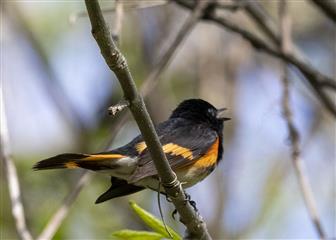 Paruline flamboyante