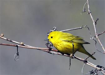 Paruline jaune