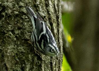 Paruline noir et blanc