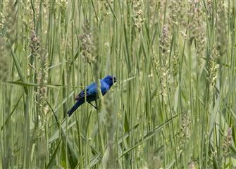 Passerin indigo