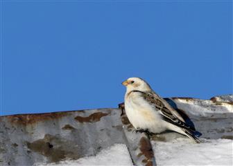 Plectrophane des neiges