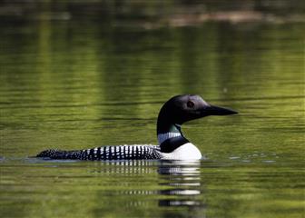 Plongeon huard