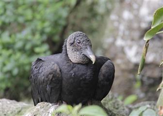 Urubu à tête noire