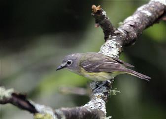 Vireo à tête bleue